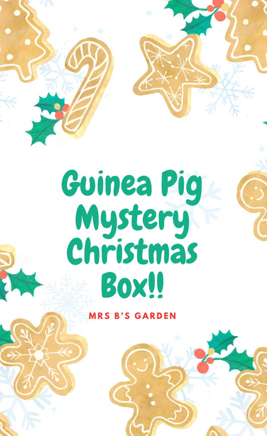 Guinea Pig Mystery Christmas Box