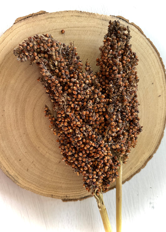 Sorghum